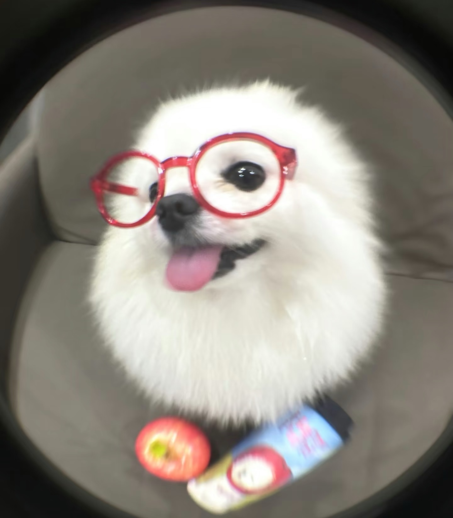 智高